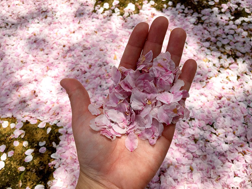 Tomonoura Ioji Sakura Petals Hand