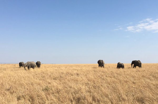 Kenya Maasai Mara Safari Elephant Herd