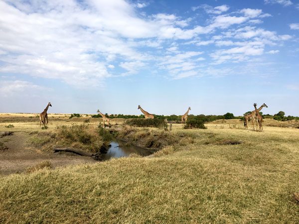 Kenya Maasai Mara Safari Giraffe Herd