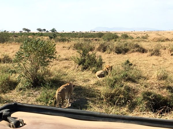 Kenya Maasai Mara Safari Lions