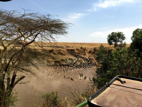Kenya Maasai Mara Safari Migration Crossing