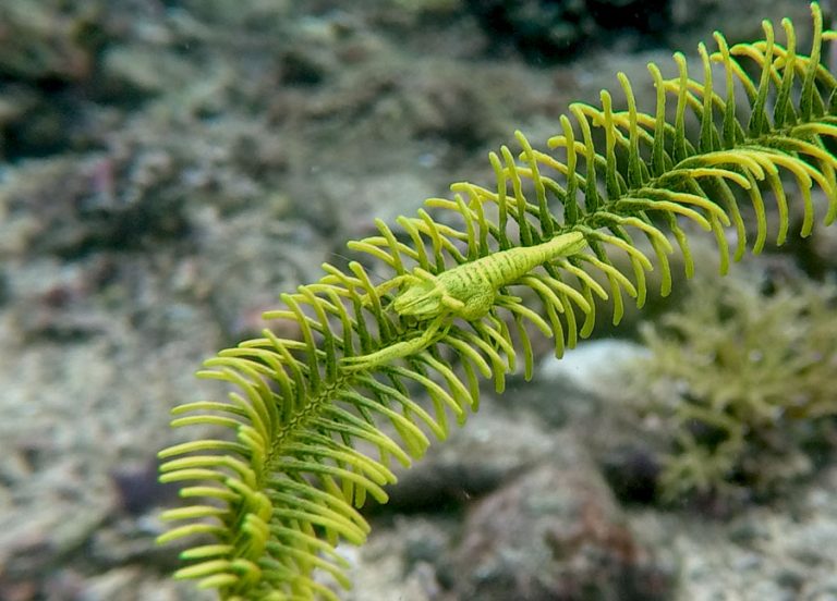 Philippines Anilao Yellow Crinoid Shrimp