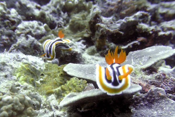 Philippines Anilao Yellow Nudibranch Pair