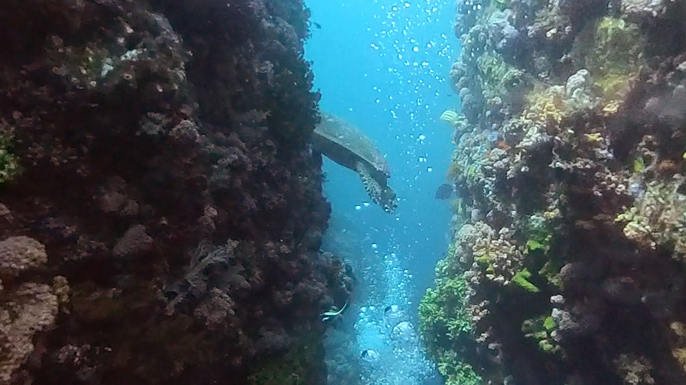 Komodo diving batu bolong chimney turtle