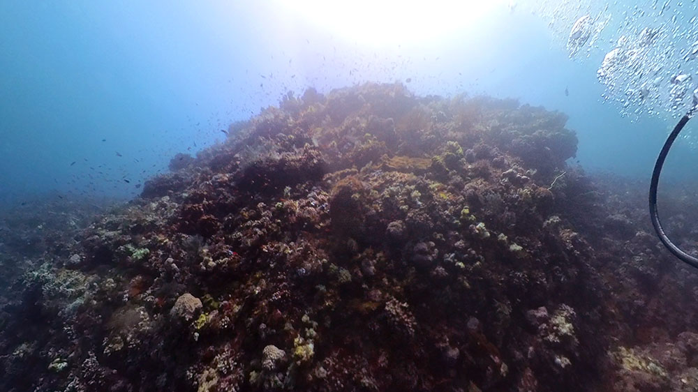 Komodo diving batu bolong coral up