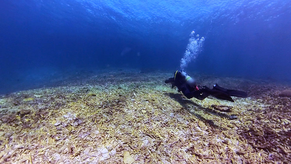 Komodo diving mawan broken coral