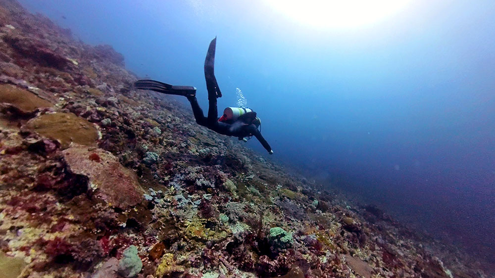 Komodo diving siaba kecil drift wall