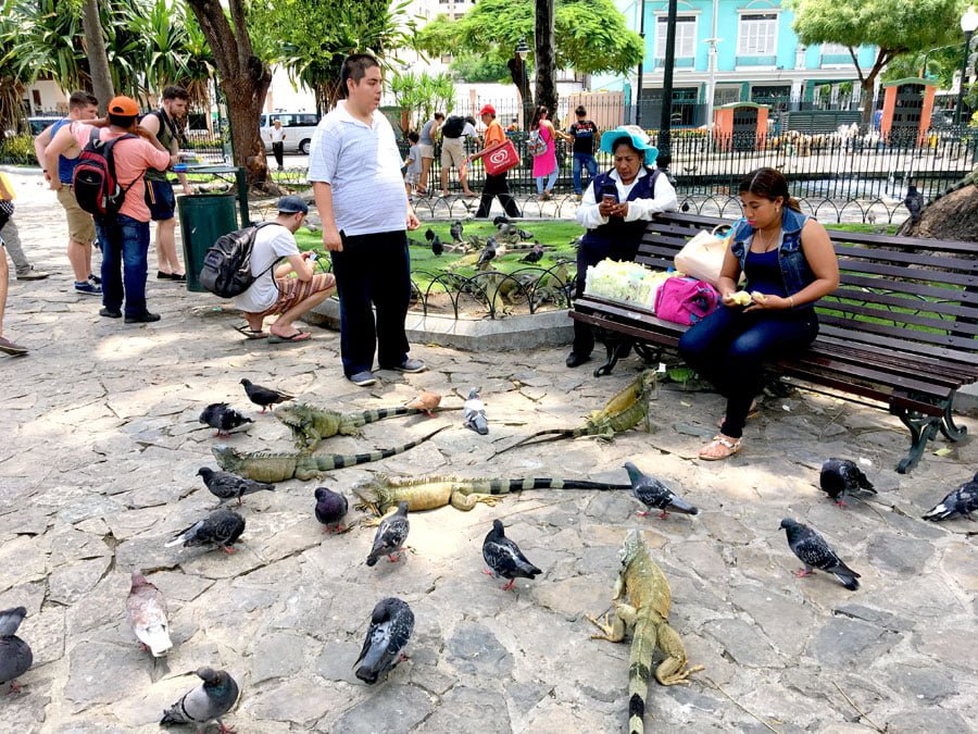 Ecuador Guayaquil Iguana Feeding