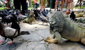 Ecuador Guayaquil Iguana Pigeons Close Up