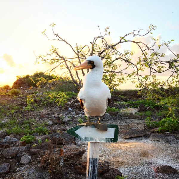 Galapagos Genovesa Boobie Sign