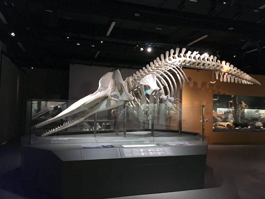 LKC Natural History Museum Singapore Whale
