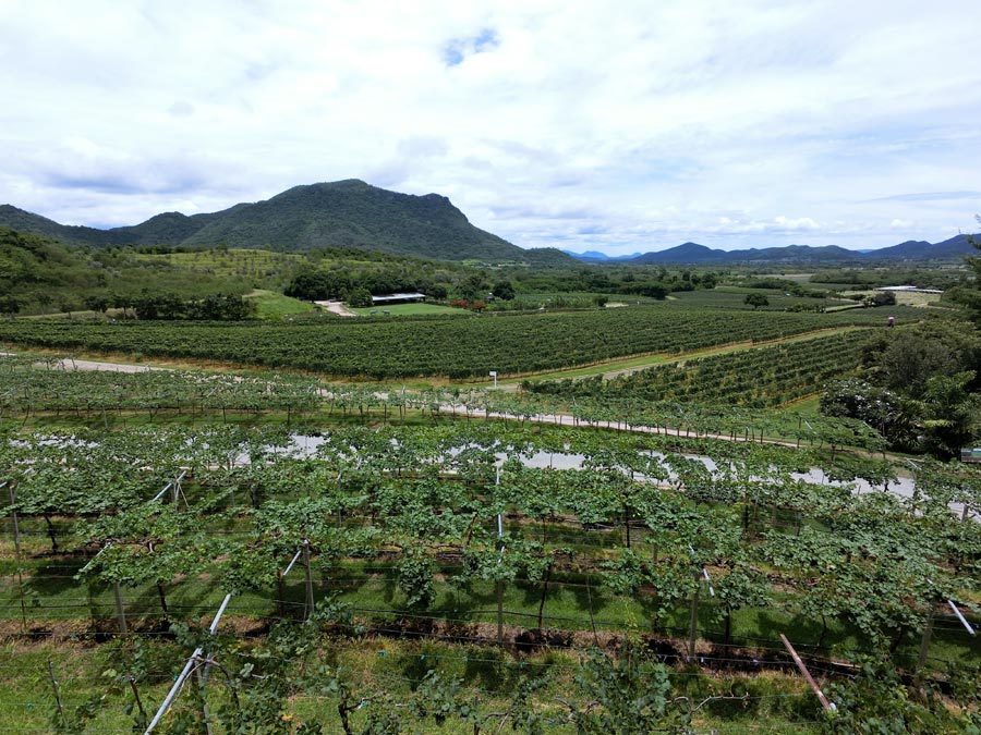 Hua Hin Monsoon Valley Vineyard View