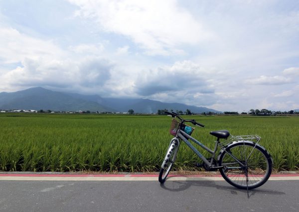 Cycling in Chishang 池上 amidst picturesque rice fields - The Occasional ...