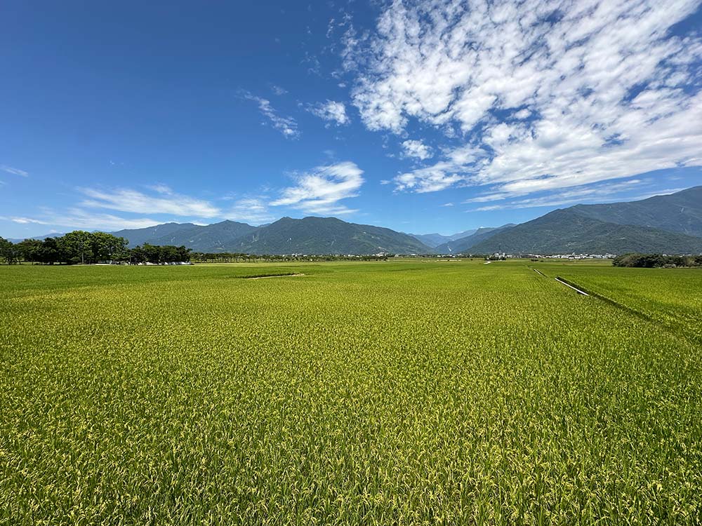 Taitung Chishang Rice Field