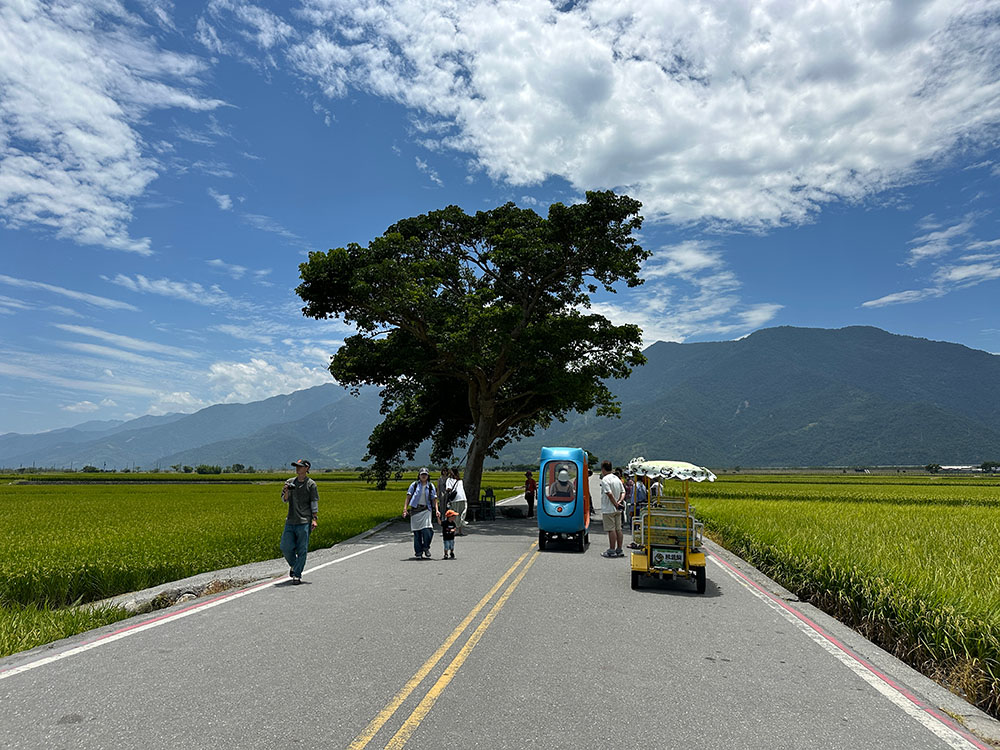 Taitung Chishang Takeshi Kaneshiro Tree