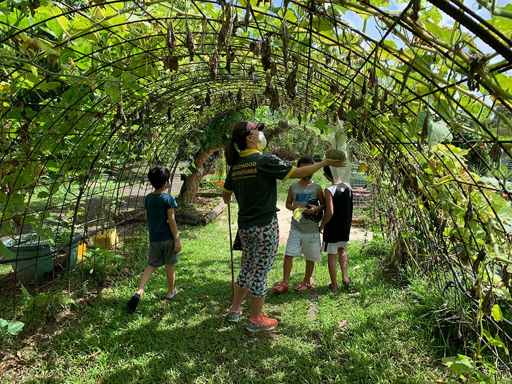 Kranji Bollywood Veggies Farm Tour