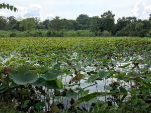 Exploring Kranji Countryside, Singapore's rural corner of farms and ...