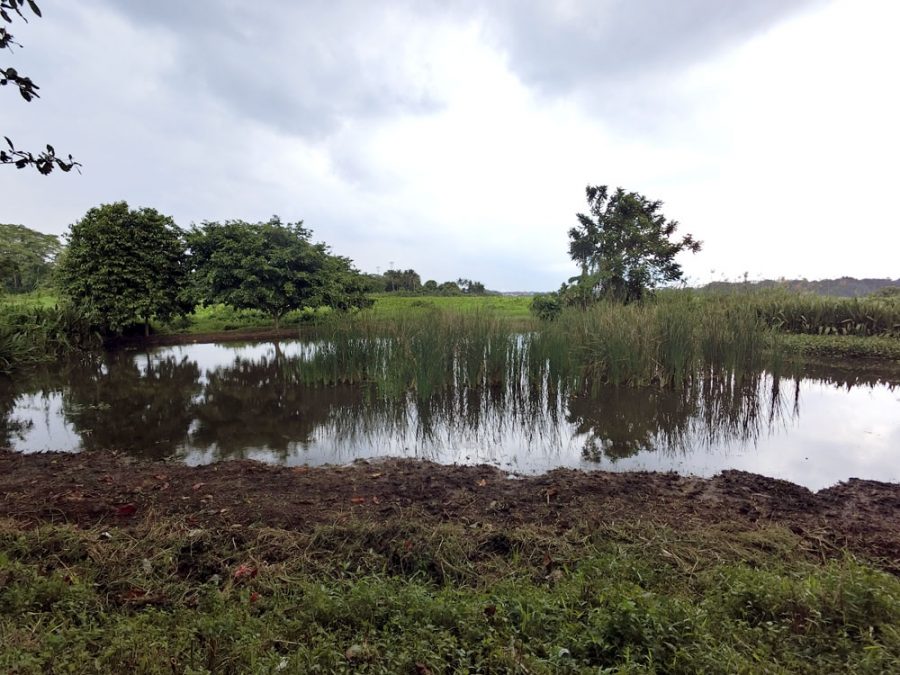 Kranji Marshes Close Up