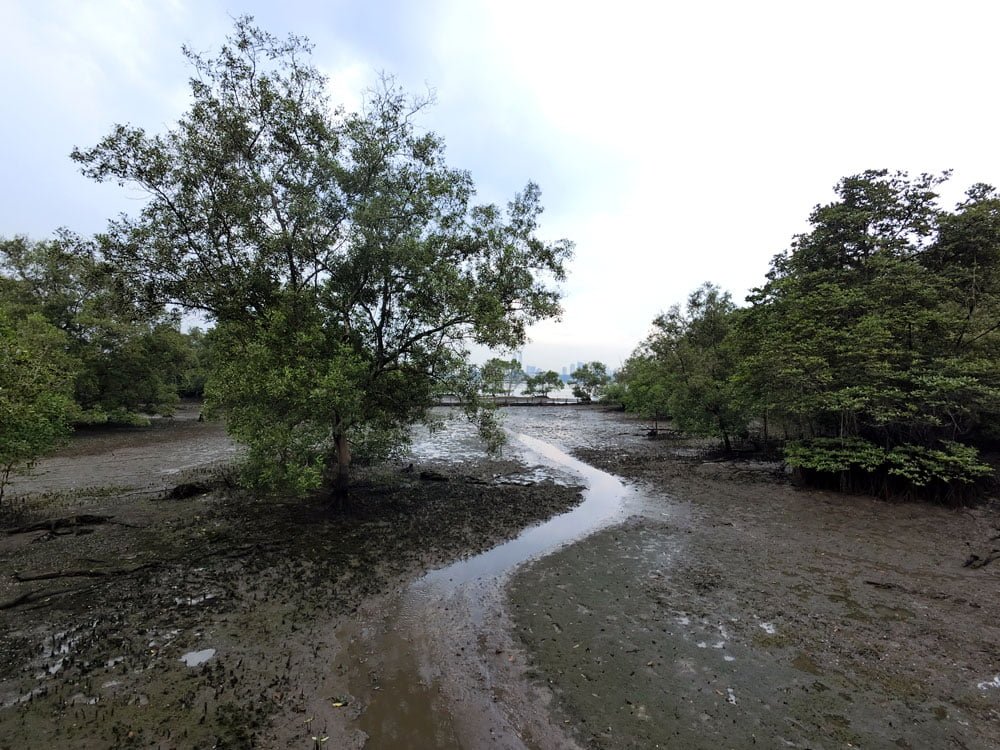 Kranji Sungei Buloh Mangrove Low Tide