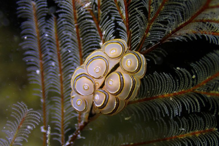 Donut Nudibranch by Gina Tan, Hantu Blog