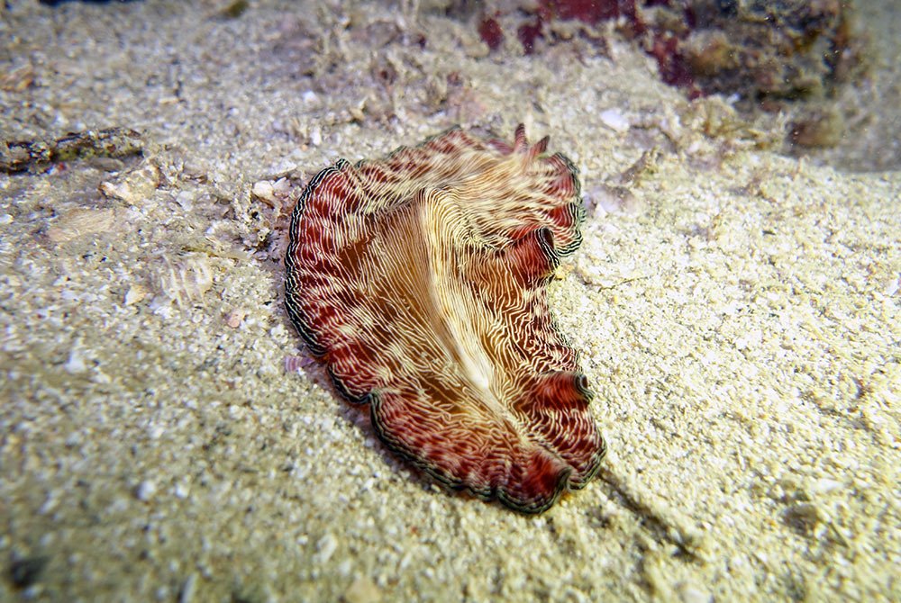 Diving Pulau Hantu Flatworm Red