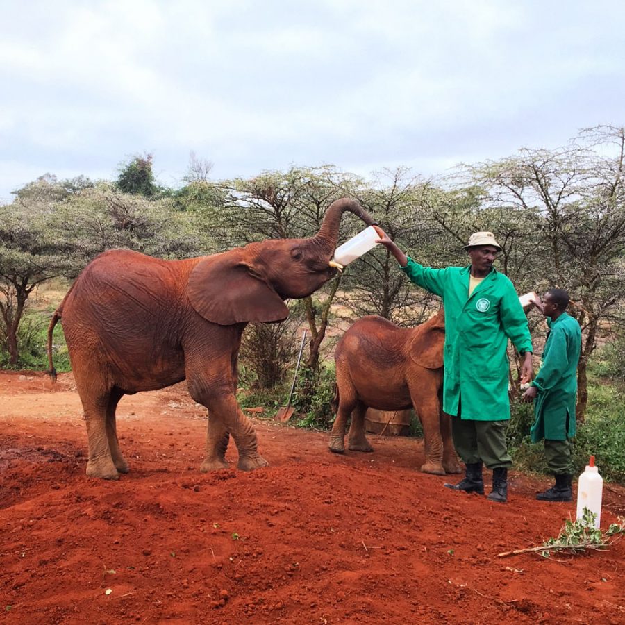 Animal Encounters and Other Adventures in Kenya - The Occasional Traveller