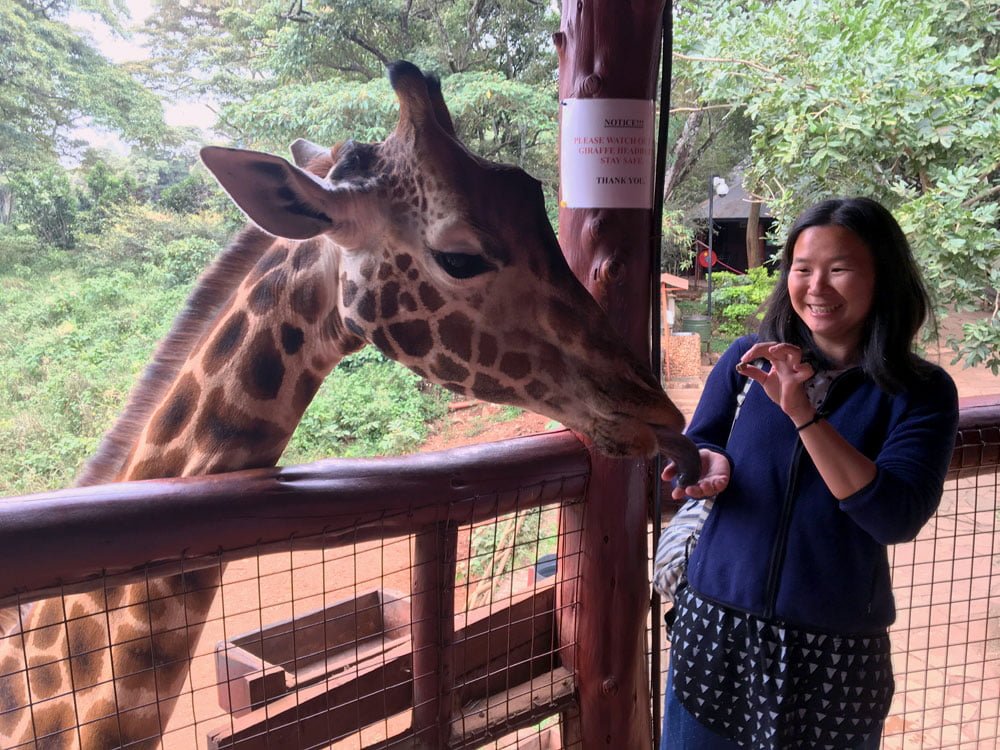 Kenya Nairobi Giraffe Centre Feeding Me