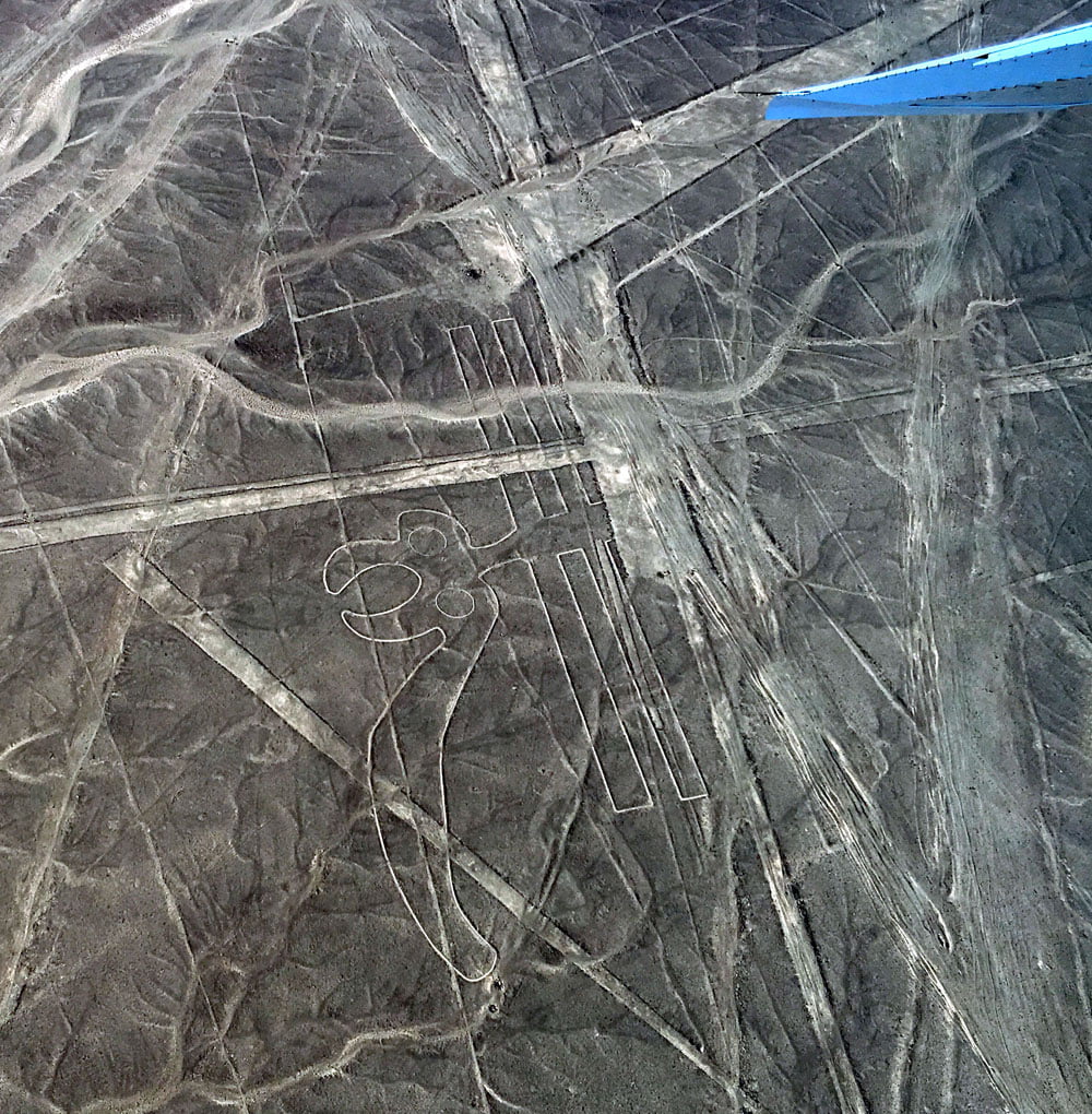 Peru Nazca Lines Parrot
