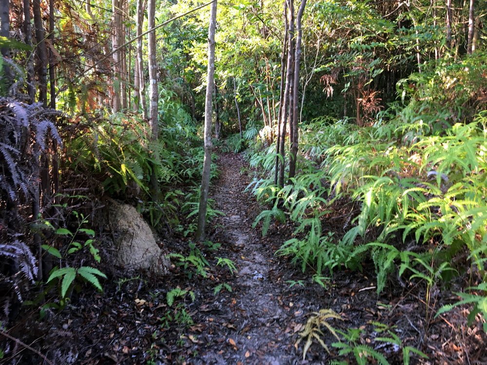 Telunas Private Island Jungle Path