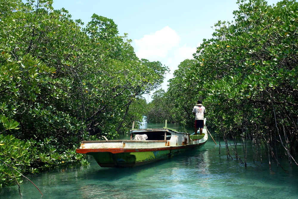 Belitung Sandbar Island Mangrove