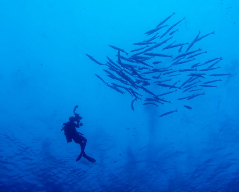 Raja Ampat Diving Barracuda Photog Citrus