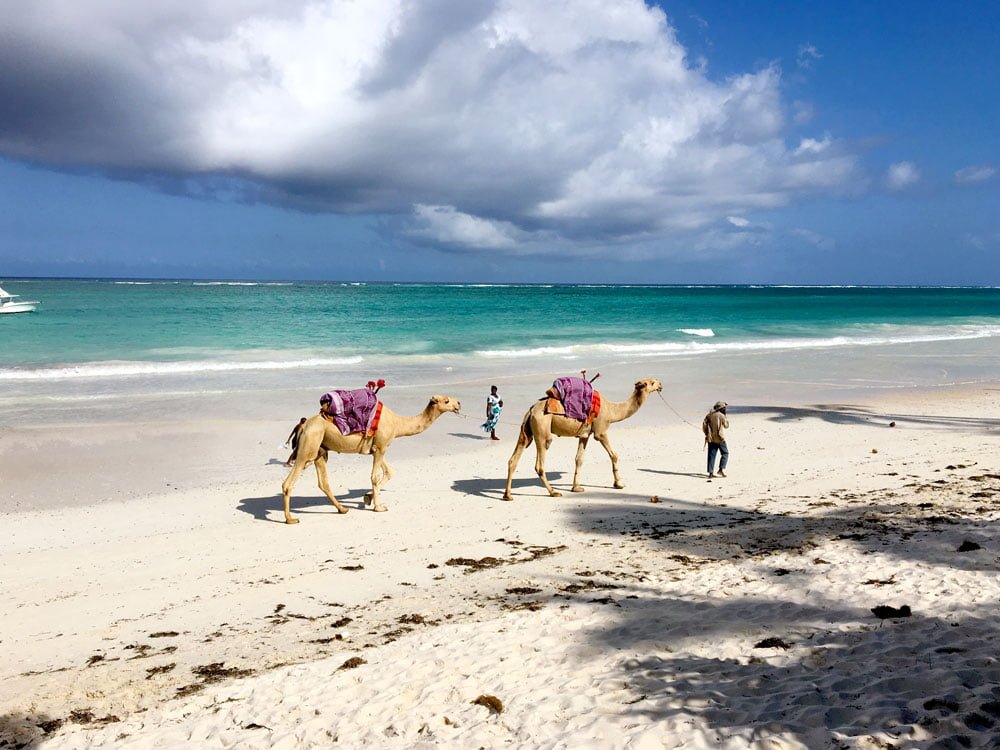 Kenya Diani Beach Camels