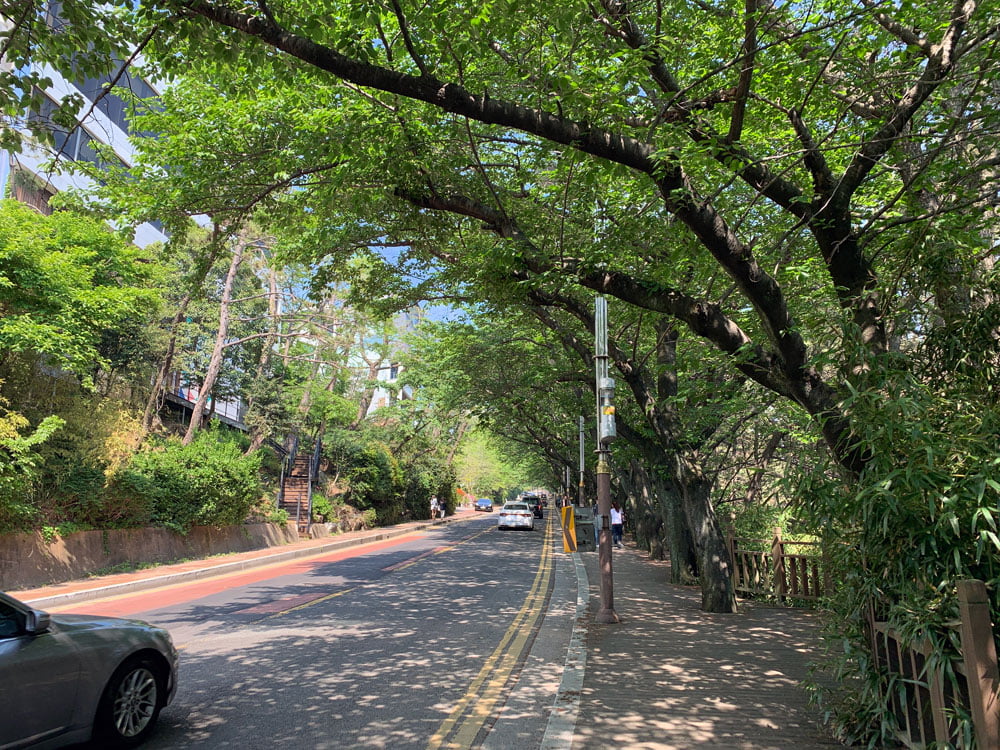 Busan Dalmaji Street Trees