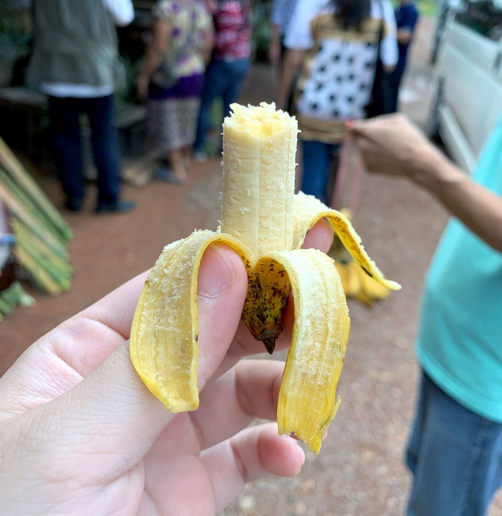 Laos Roadside Banana