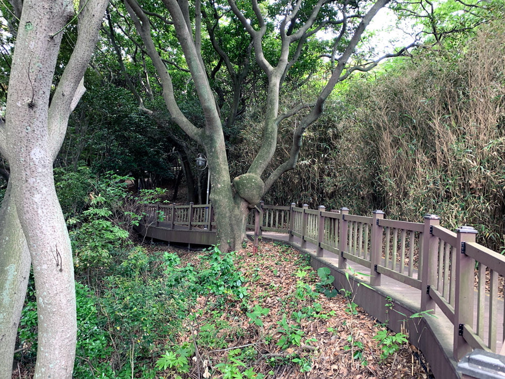 Yeosu Odongdo Path Tree