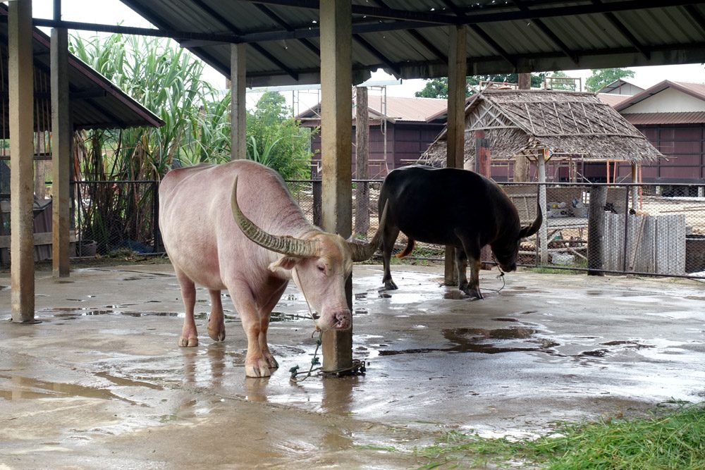 Sukhothai Organic Agriculture Albino Buffalo