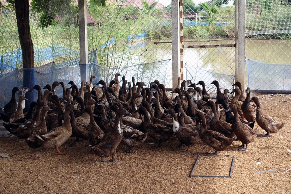 Sukhothai Organic Agriculture Ducks Cage