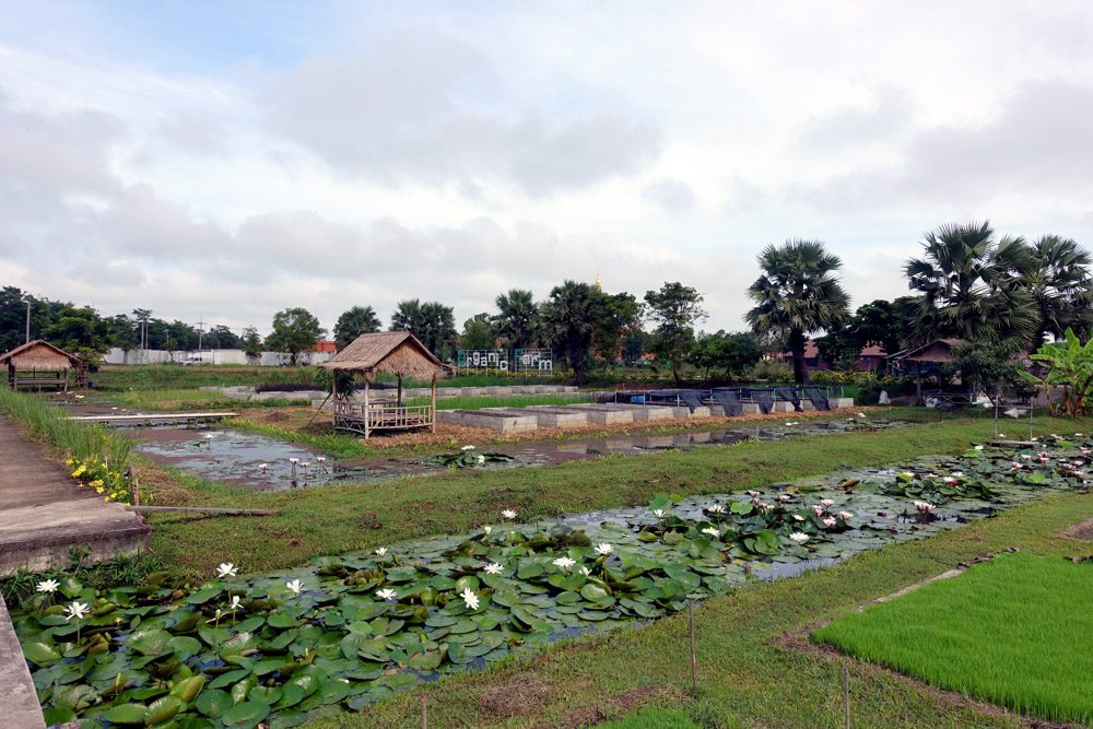 Sukhothai Organic Agriculture Farm