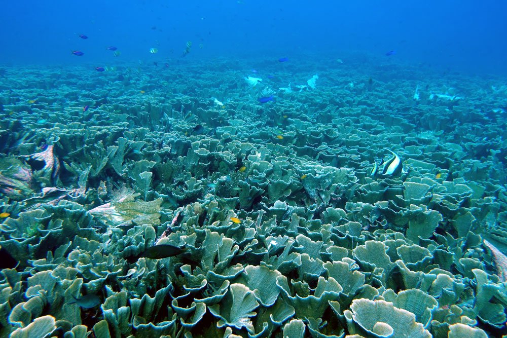 Raja Ampat Diving Coral Montipora Melissa