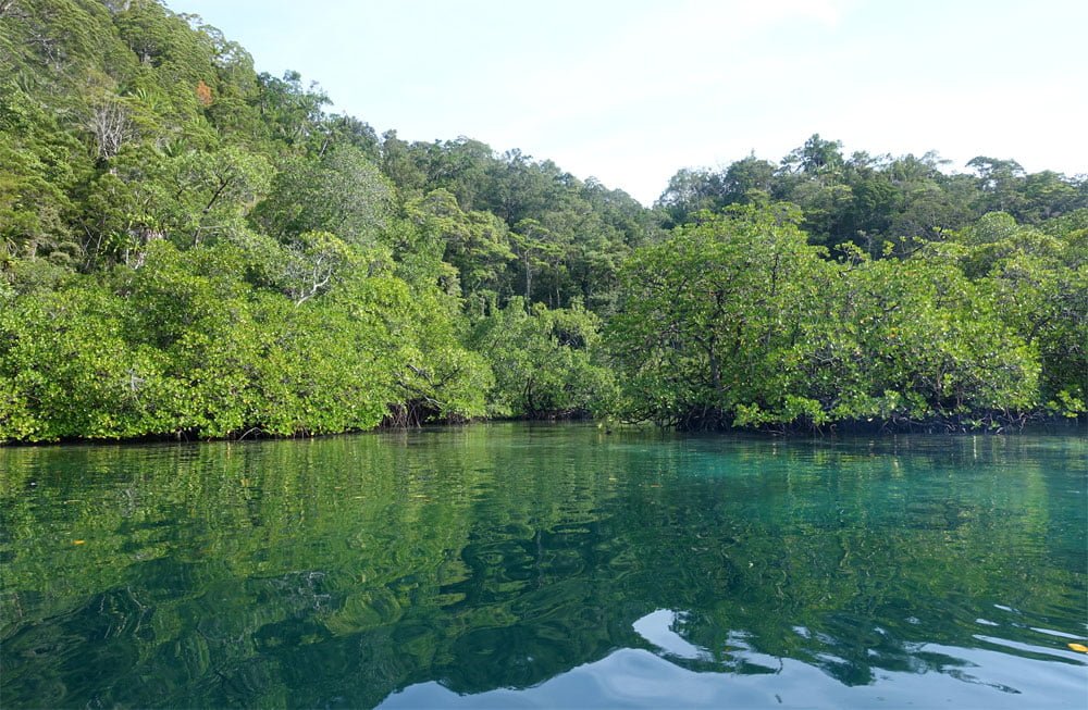 Raja Ampat Diving Mangrove Surface