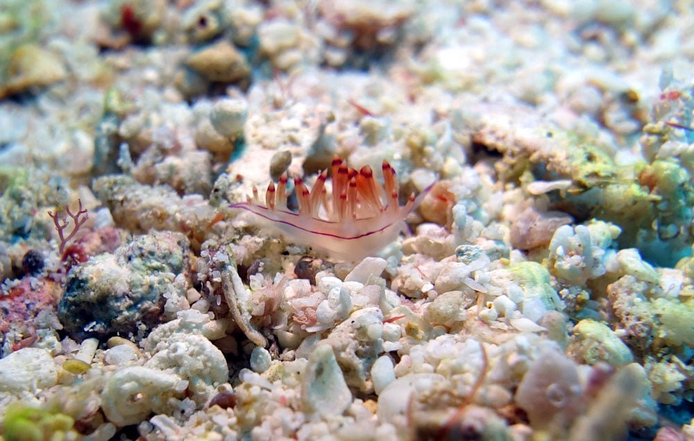 Raja Ampat Diving Nudibranch Clear Pink Frills Citrus