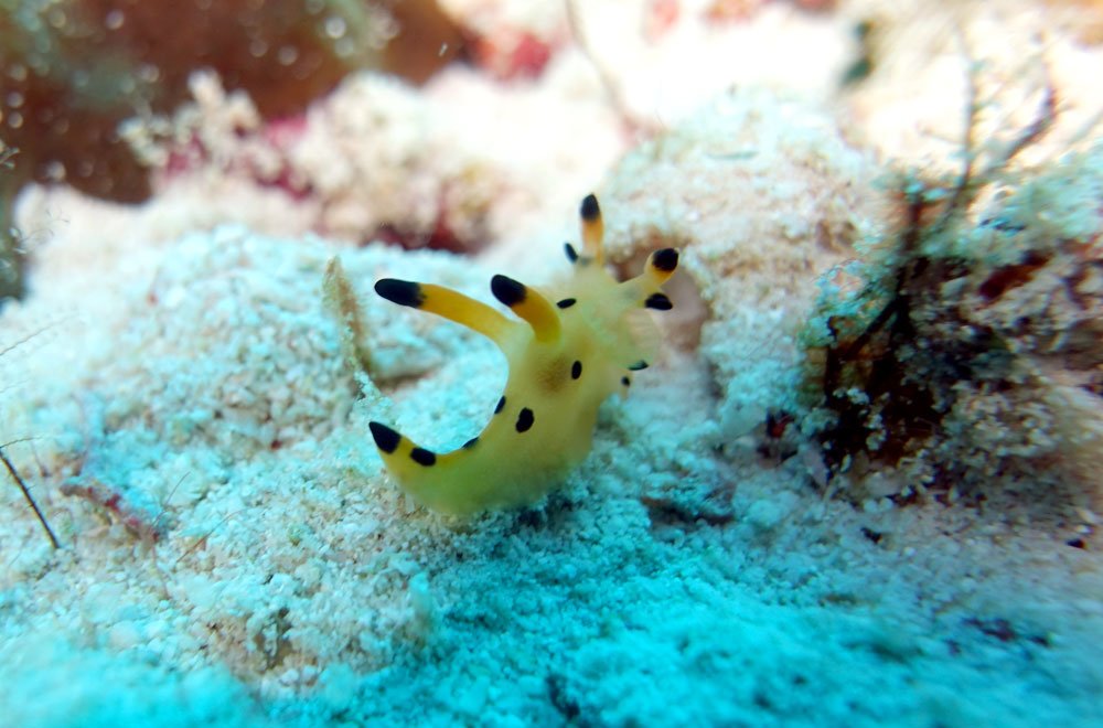 Raja Ampat Diving Nudibranch Pikachu Melissa