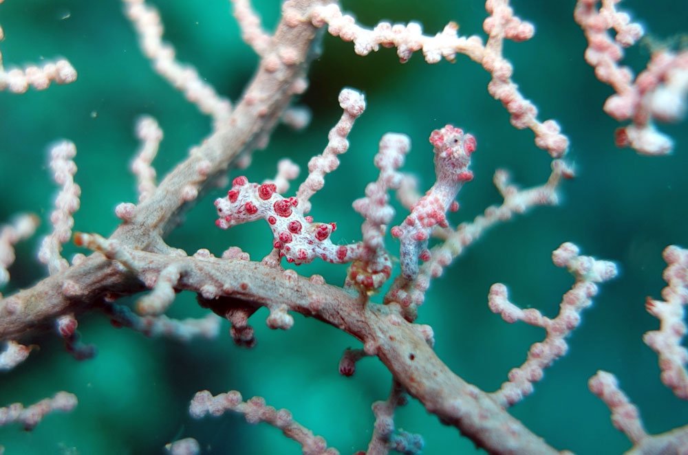 Raja Ampat Diving Pygmy Seahorse Pair Wofoh