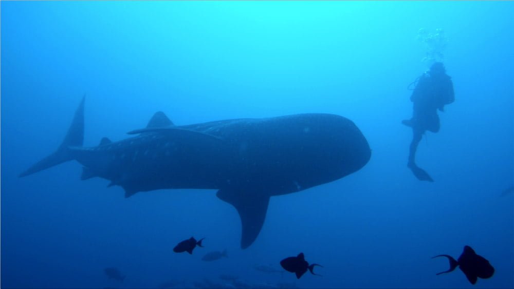 Raja Ampat Diving Whale Shark Diver Kri