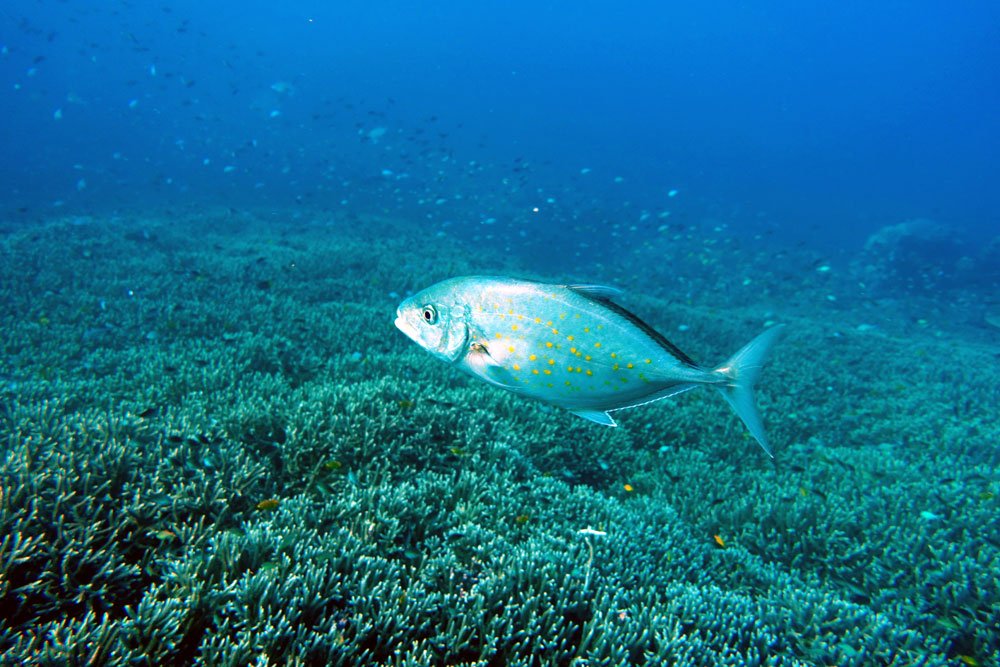 Raja Ampat Diving YellowSpotted Trevally Melissa