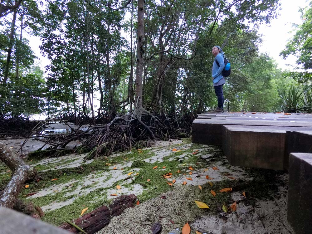A shot of me on the boardwalk looking at the exposed mangrove roots. I look really small because of the perspective