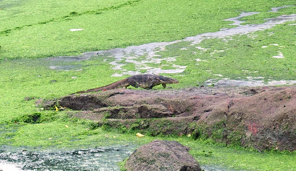 Monitor lizard in the distance