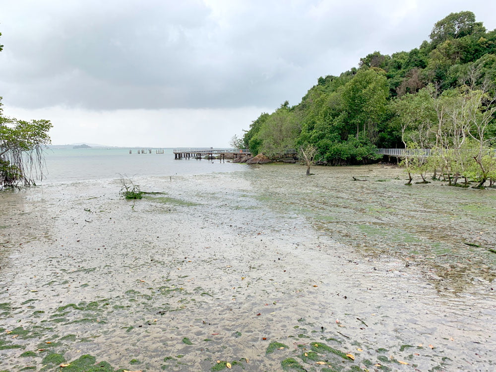 Exposed intertidal area during low tide reveals plants and animals not often seen because of the water