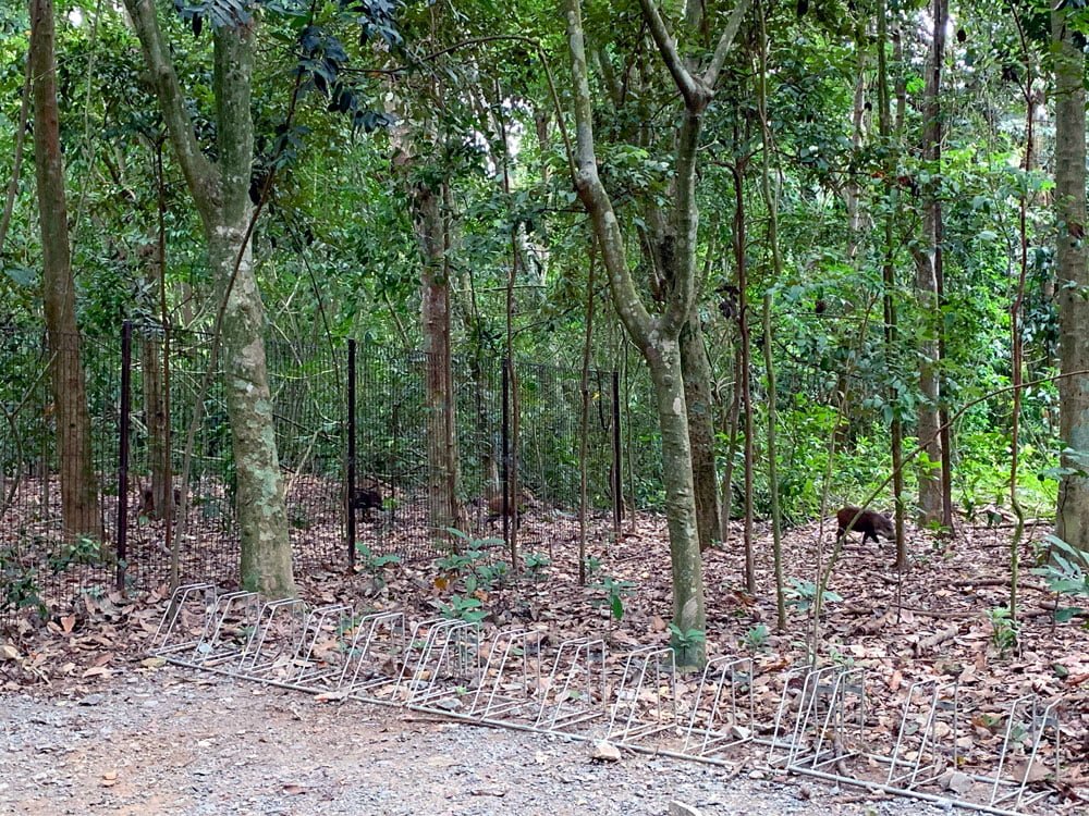Wild boars passing through in the distance
