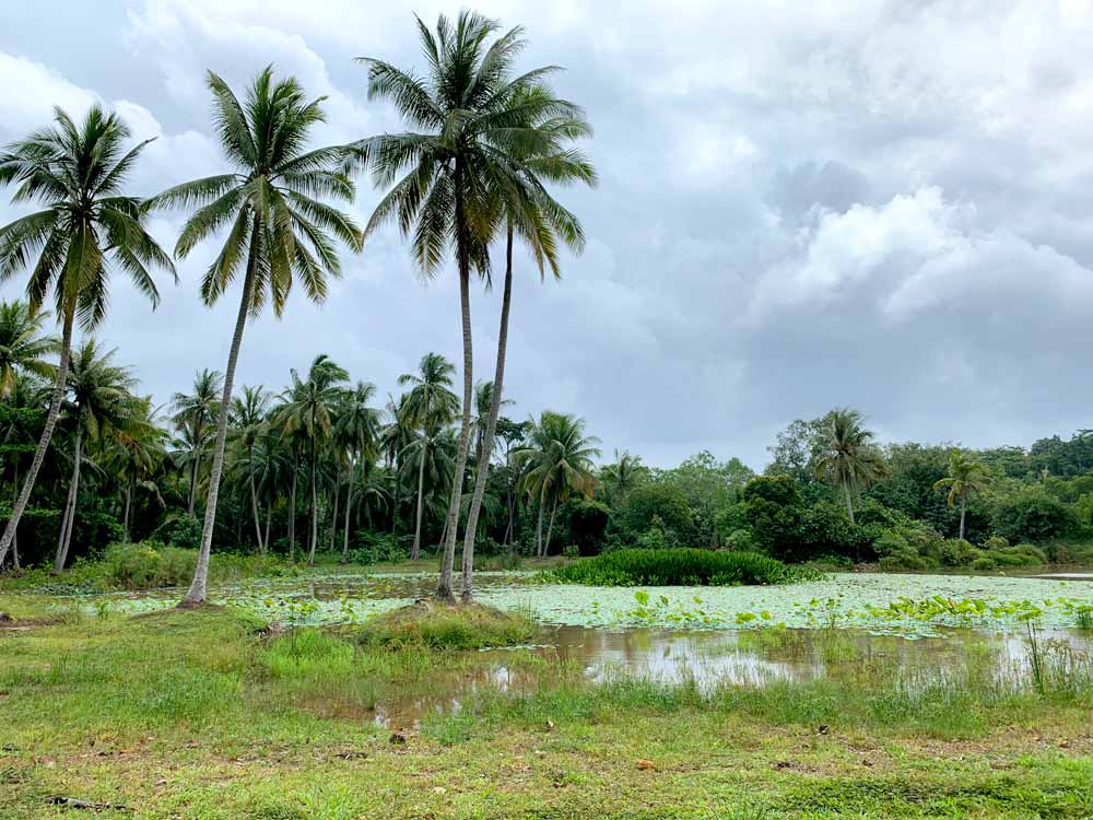 Pond and coconut trees at the Sensory Trail